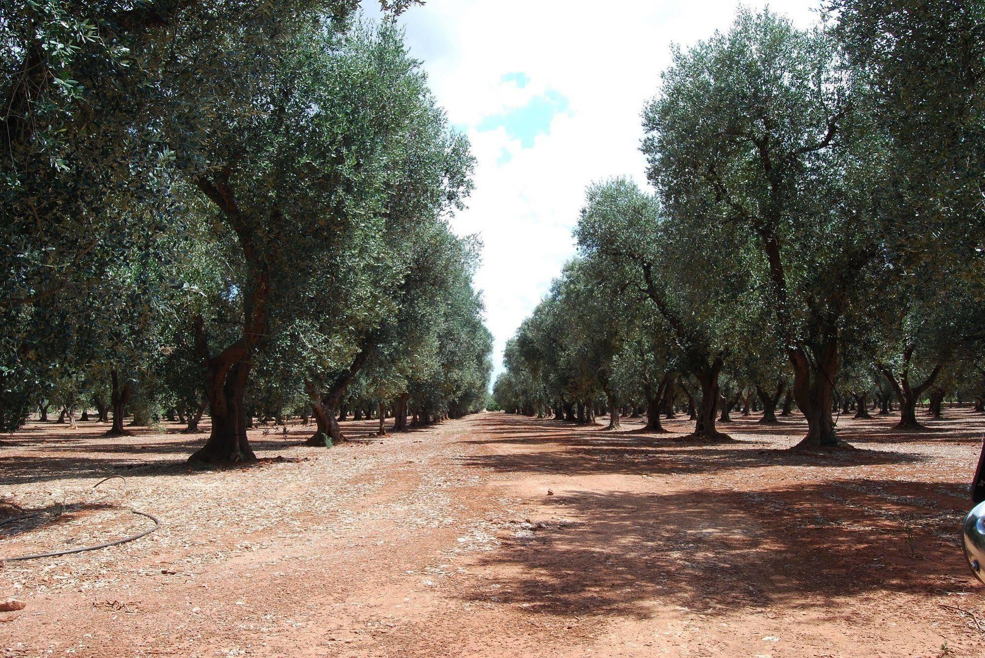 Terra Di Leuca Villa Salve Eksteriør billede
