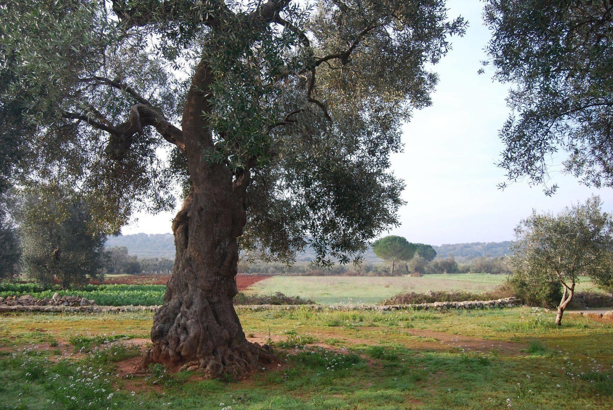 Terra Di Leuca Villa Salve Eksteriør billede